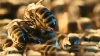 Bal Arısı Kolonide Kraliçe Çıkıyor Balabanbal.honey Bee