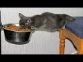 Animals are so funny you just can t stop laughing – Funny animal compilation