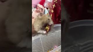 You'll be surprised to see how much this hamster can hide in its cheeks