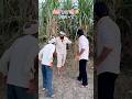 मेढ़ काट ली ( part - 1 ) 😂😂 #funny #viral #shorts #youtube #khet #naveencomedyclub