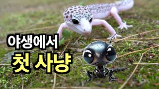 레오파드 게코 산책 Walk Leopard Gecko