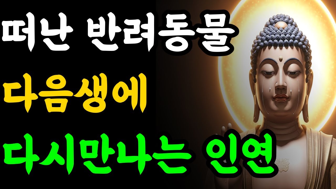 먼저 떠난 반려동물, 다음 생엔 '이 모습'으로 우리 집에 다시 옵니다 | 부처님말씀 | 부처님지혜 | 불교철학