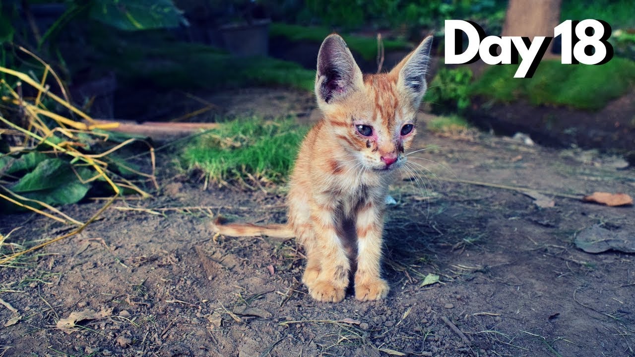 abandoned newborn kitten