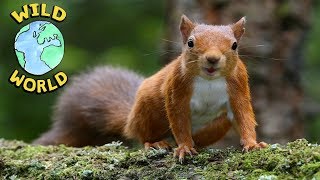 Wild World  - Red Squirrel | ZeeKay