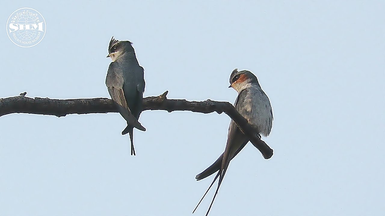 นกแอ่นฟ้าหงอน (Crested Treeswift) 