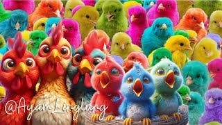 Catch Cute Chickens, Colorful Chickens, Rainbow Chickens, Ducks, Cats, Rabbits, Cute Animals #250