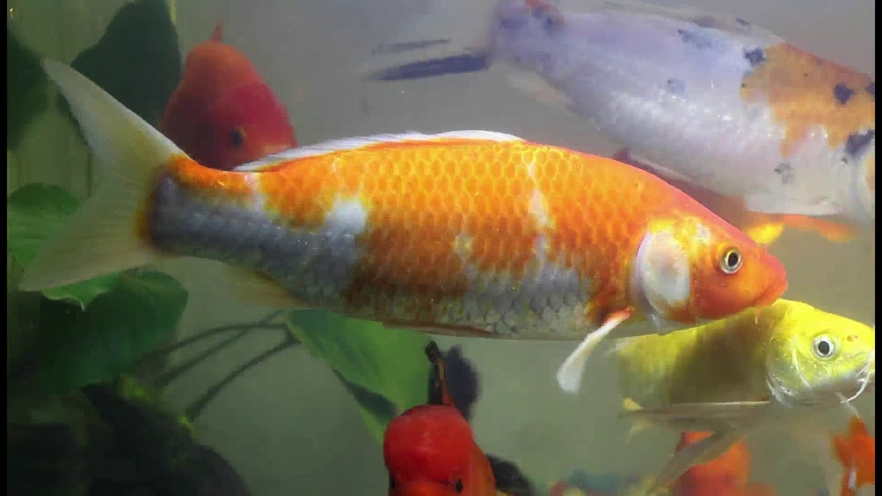 bloated koi fish