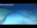 Okeanos Explorer Video Bite: Newly Discovered Brine River Captivates NOAA Scientists