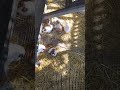 #лето #могилёв #зоосад