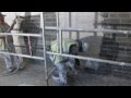 Tom togher machine plastering  casuplast 1200 lightweight one coat  machine applied plaster