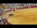 Furious bull in the ring ecija 2023  part 4