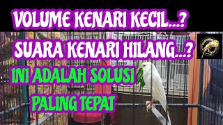 CARA AMPUH MENAIKKAN VOLUME KENARI HABIS RONTOK