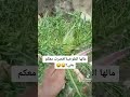 نبتة العكوب