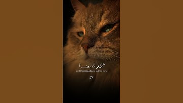 #القارئ عبدالرحمن مسعد