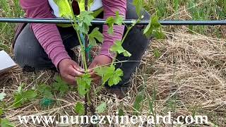 Training Young Vines