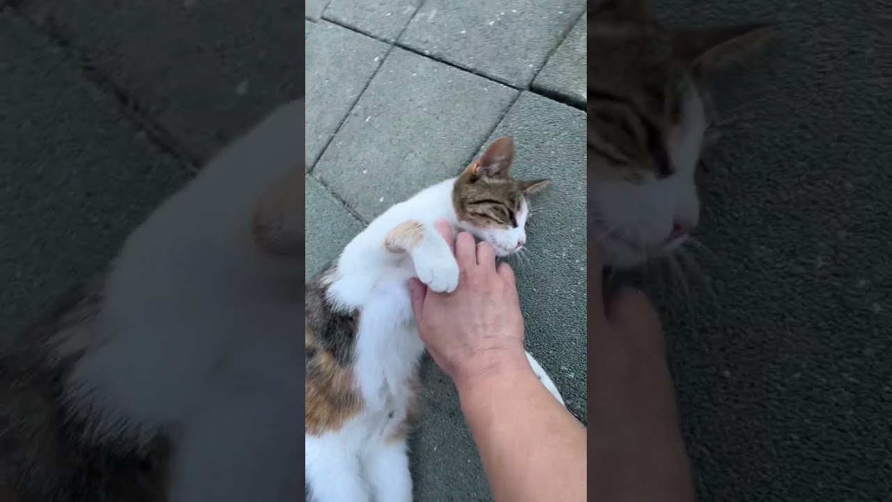 退休吧？retirement ? 