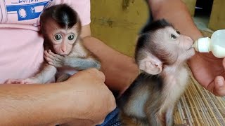 Baby monkey Mobi's daily routine in the morning