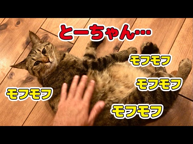 父母で全力でモフモフしたらさすがのツン猫もうっとり！？