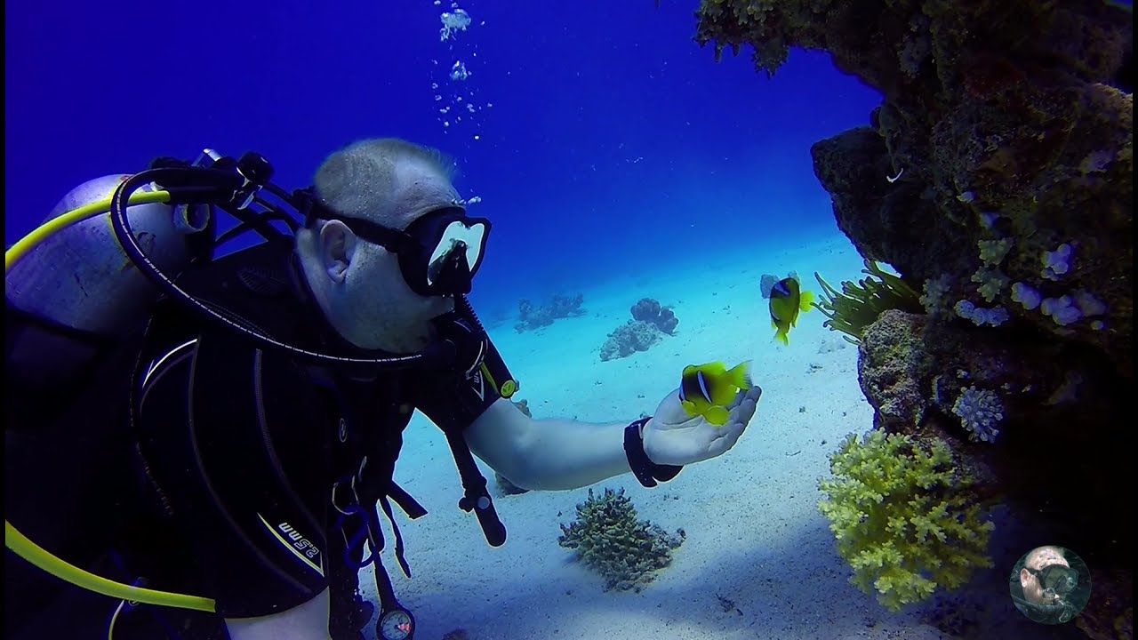 SCUBA DIVING EGYPT Shaab Marsa Alam 2017 YouTube