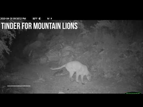 Rare Footage of Mountain Lion Creating Tinder Profile