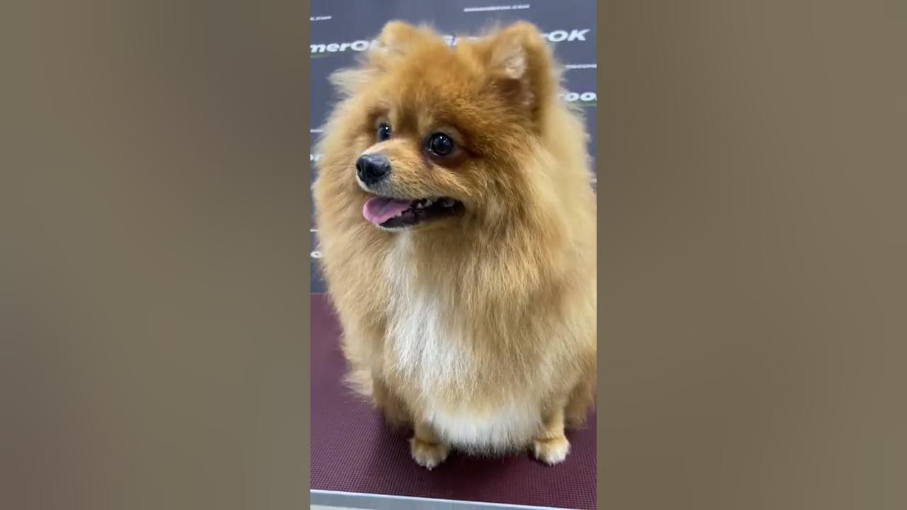 Pomeranian Dog Facts - YouTube