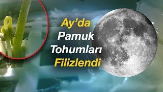 Pamuk Tohumları Ayda Filiz Verdi