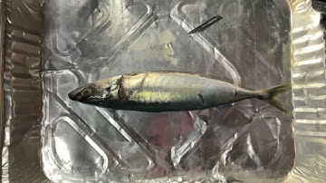 AQUA | Mackerel Scad: Anatomy & Dissection