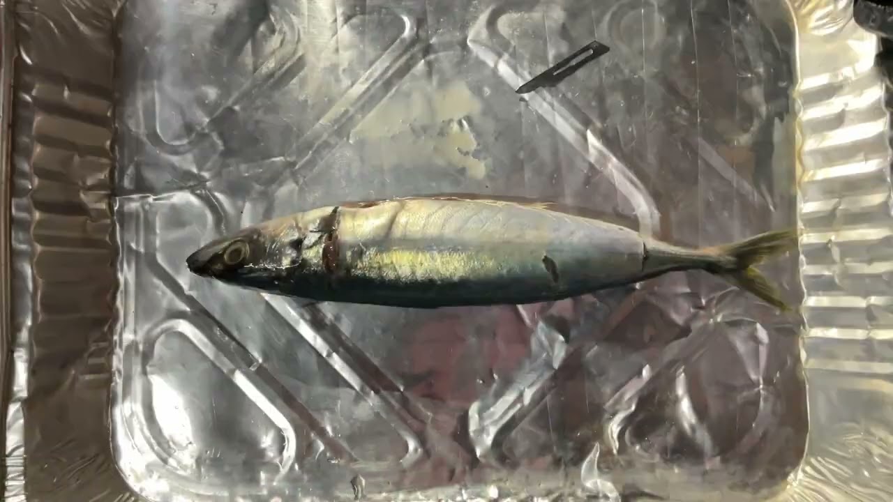 AQUA | Mackerel Scad: Anatomy & Dissection