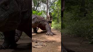 Guy's Phone Films Komodo Dragon in Forest as It Walks Up and Knocks It Over