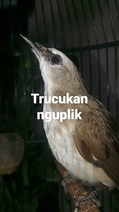 trucukan nguplik keren..