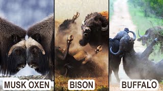 Musk Oxen, Bison And Buffalo Fighting Intense.