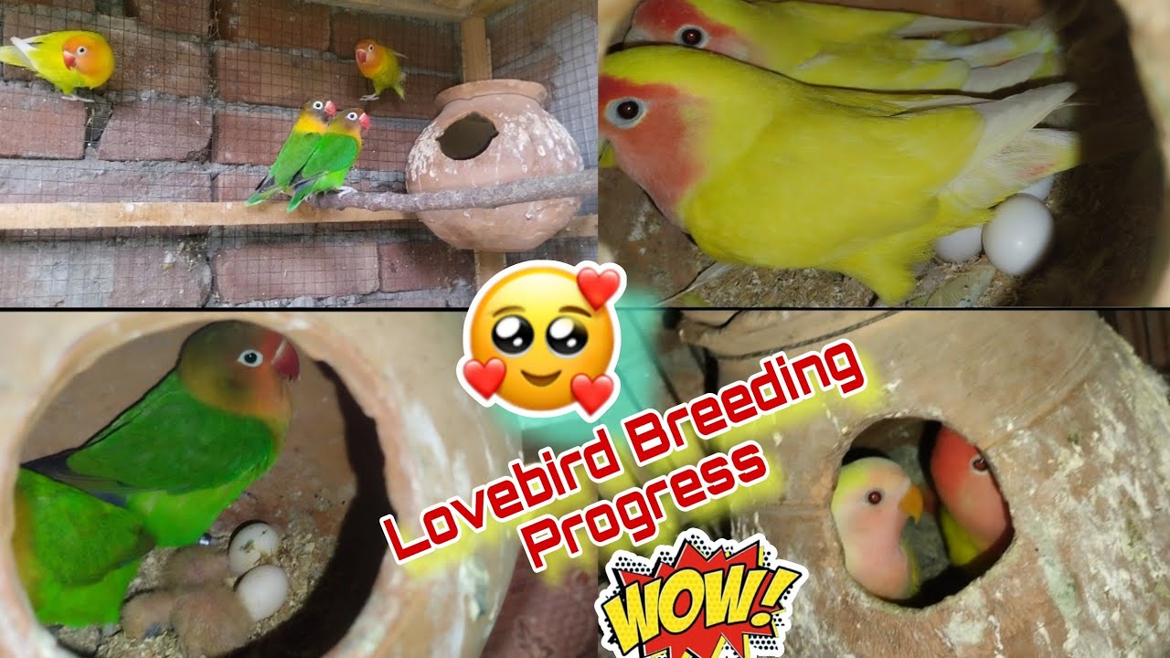 Lovebird Breeding Progress | lovebirds Colony Breeding | Lovebird Totay | Pet Vlogs Pk 