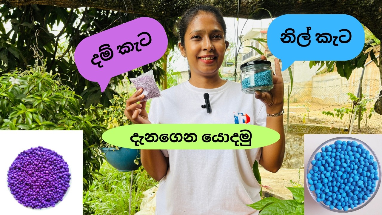 How to fertilize your garden plants sinhala 2026/නිල් කැට දම් කැට පොහොර නිවැරදිව යොදන ආකාරය සිංහලෙන්