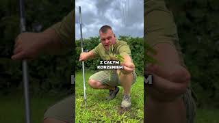 Do you have weeds in your lawn? Do you have weeds in your lawn?