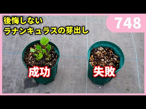 後悔しない為のラナンキュラスラックスの芽出しのポイントby園芸チャンネル 748 園芸 ガーデニング 初心者 hqdefault