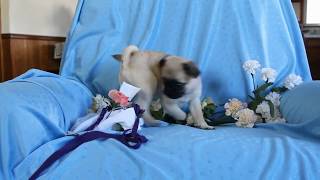 Mini Pug Puppy for Sale