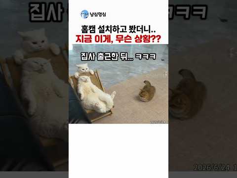 냥이들 걱정에 홈캠을 본 집사가 깜짝 놀란 이유 thumbnail