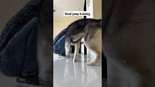 Dog training #dog #husky #pet #dogtraining