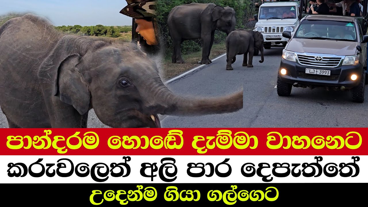 පාන්දරම හොඬේ දැම්මා වාහනෙට | කරුවලෙත් අලි පාර දෙපැත්තේ | උදෙන්ම ගියා ගල්ගෙට