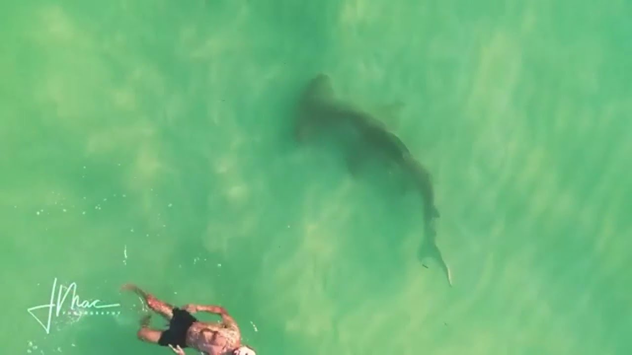 Huge hammerhead shark circles clueless swimmer in Florida YouTube