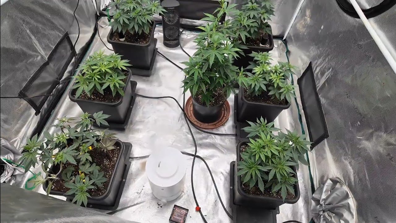 Solfire Pineapple-Pucker 5x5. Solfire Strawmata 3x3