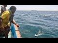 Catching Needle Fish, Horse Mackerel &amp; Wolf Herring in the Sea