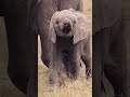 . "क्या आप जानते हैं हाथी के बच्चे की ये शरारती बातें?"#animalfacts #elephantfacts #hindikidsstory