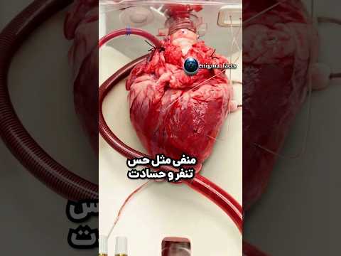 کشف اخیر قلب یک مغز جدا در خود دارد پزشکی قلب مغز تحقیقات