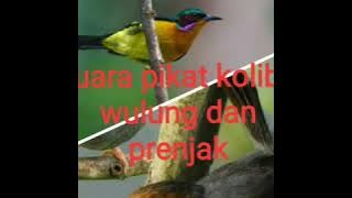 Suara pikat burung kolibri wulung dan prenjak terampuh