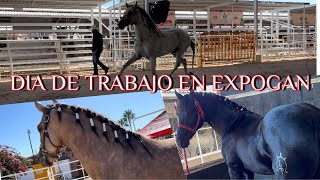 Trabajando en  EXPOGAN 🐴🤠