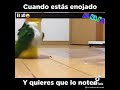 Funny animals bird , cuando estoy enfadado y quiero que se note !