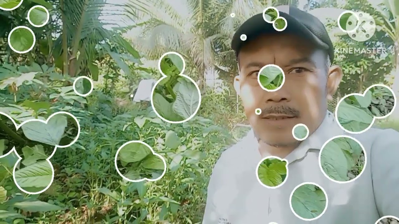 BERTANI BAYAM ITU SANGAT  MENJANJIKAN❗TAPI TERKADANG PARA PETANI ADA YG MENGABAIKAN⁉️#suksestani 