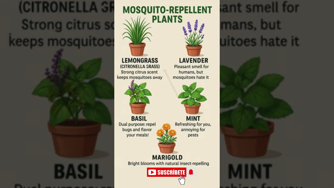 Plants That You Must have In Your Garden 🌿| Mosquitoes Repellent Plants 
