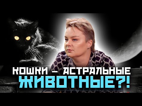 КОТЫ – ПРОВОДНИКИ